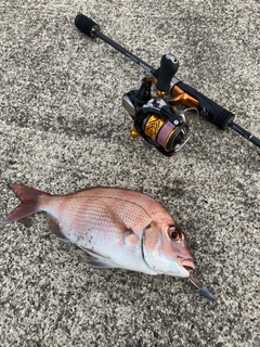 チャリコの釣果