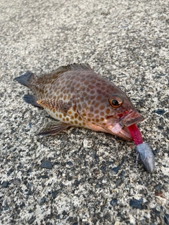 オオモンハタの釣果