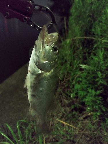 釣果