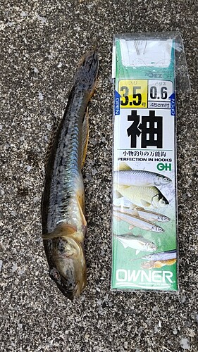 マハゼの釣果