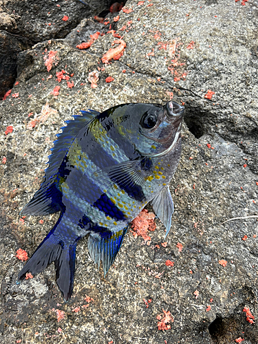 アカハタの釣果