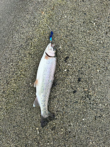 ニジマスの釣果