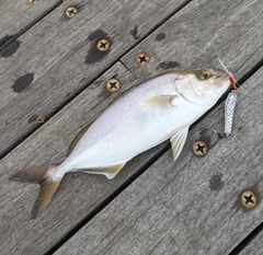 ショゴの釣果