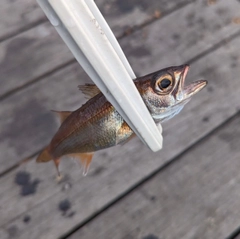 ムツの釣果