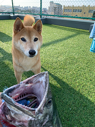 サワラの釣果