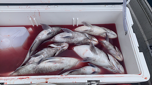 タイの釣果