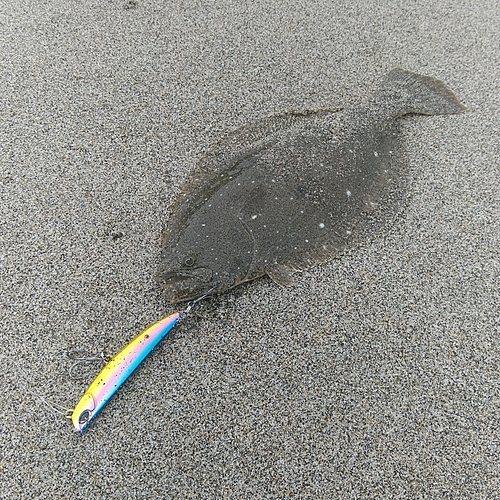 ソゲの釣果