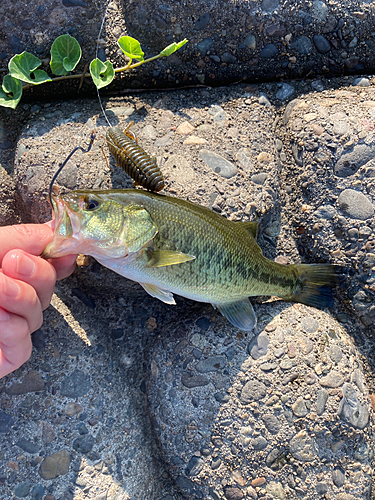 ラージマウスバスの釣果