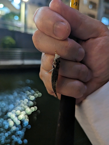 マハゼの釣果