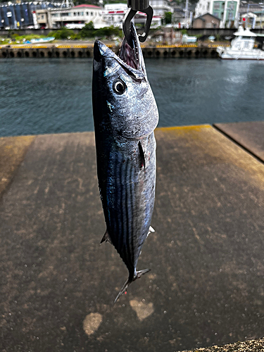 くそざこアングラー さんの 2023年06月26日のハガツオの釣り・釣果情報(長崎県 - 橘湾) - アングラーズ