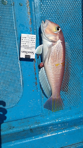 アマダイの釣果