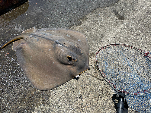 アカエイの釣果