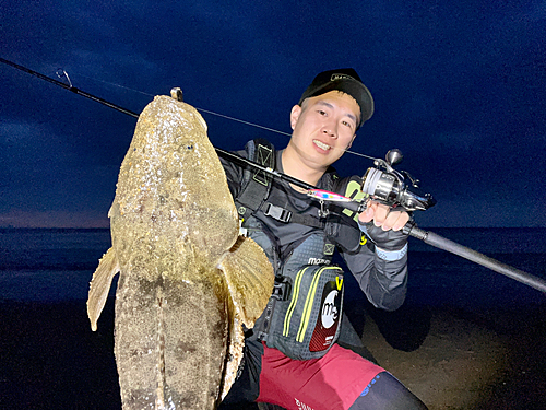 マゴチの釣果