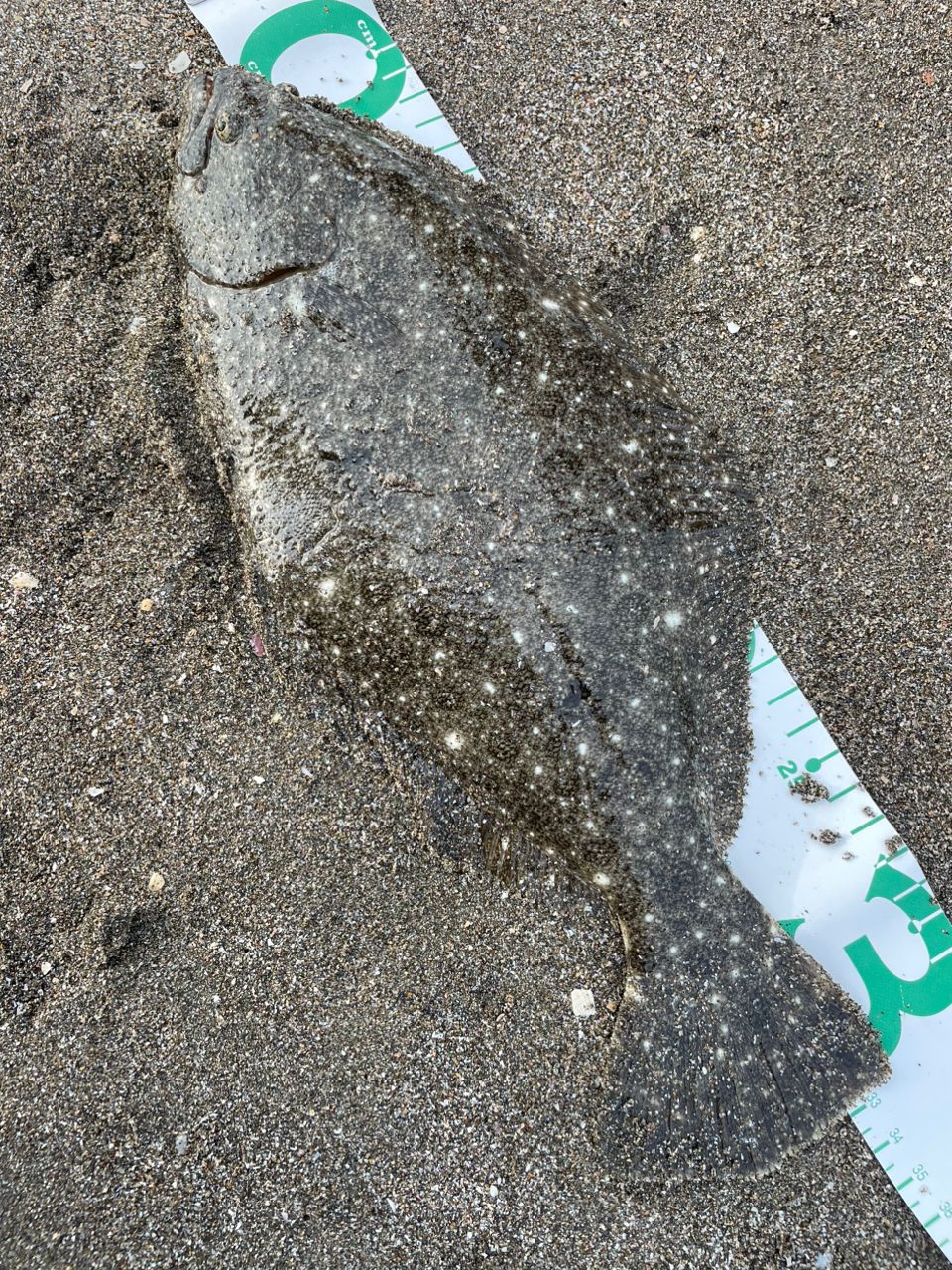 ヒラメ