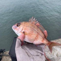 チャリコの釣果