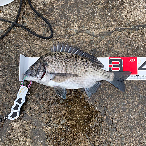 チヌの釣果