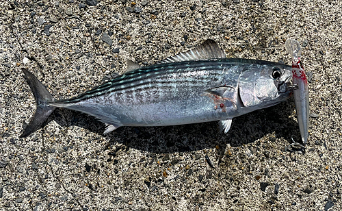 ハガツオの釣果