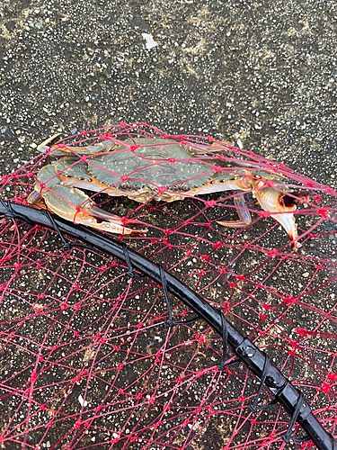 タイワンガザミの釣果