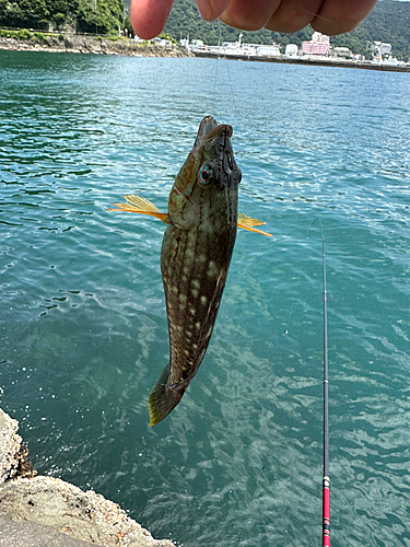 ベラの釣果