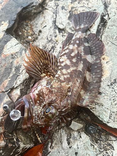 アラカブの釣果