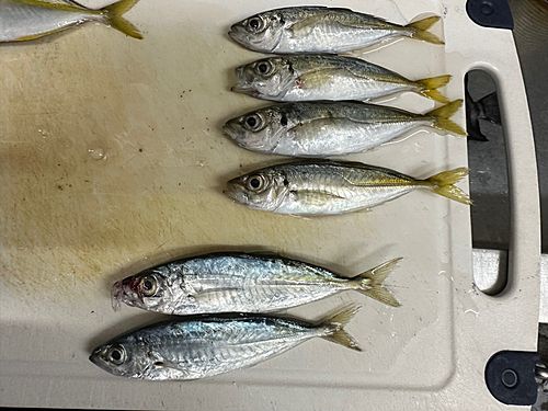 アジの釣果