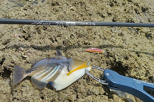 モンガラカワハギの釣果