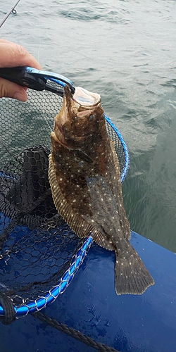 ソゲの釣果