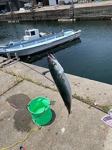 サバの釣果