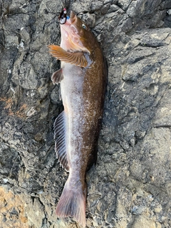 アイナメの釣果