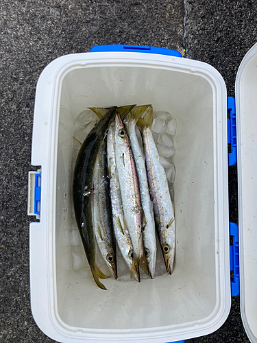 アカカマスの釣果