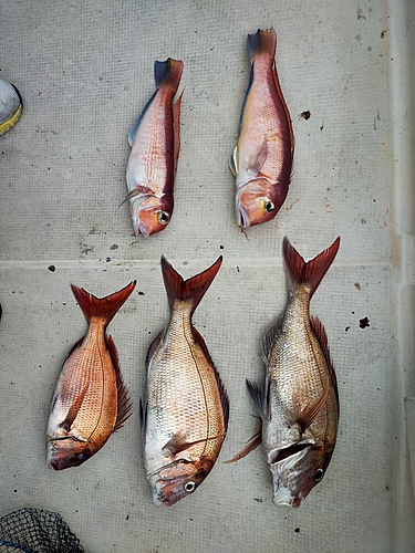 マダイの釣果