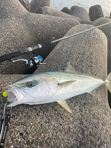 ヤズの釣果