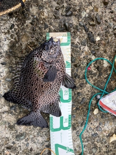 イシガキダイの釣果