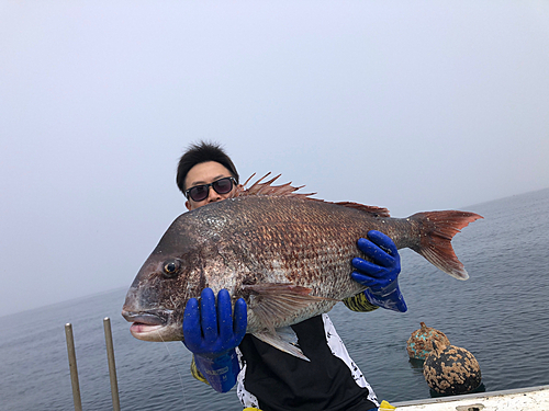 マダイの釣果