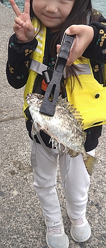 アイゴの釣果