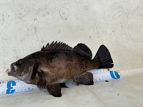 メバルの釣果