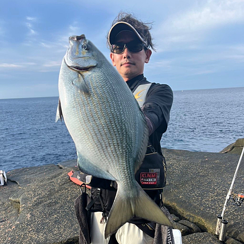 イスズミの釣果