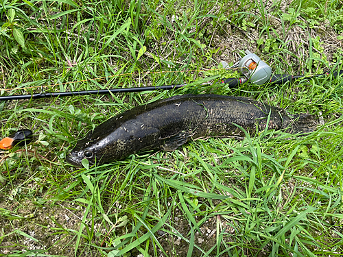 ライギョの釣果