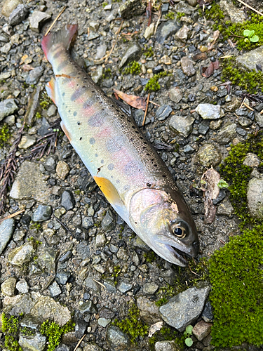 ヤマメの釣果