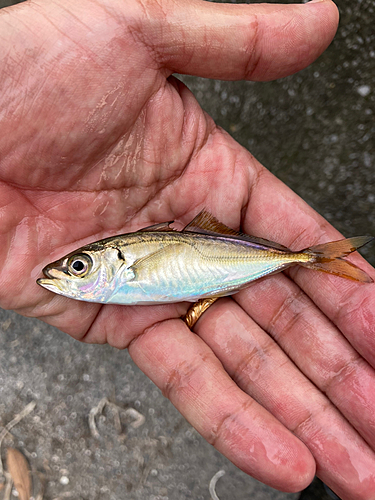 マアジの釣果