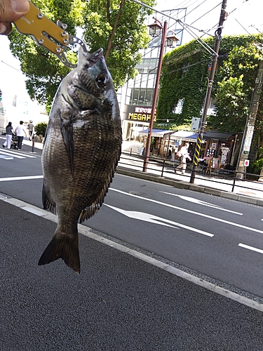 チヌの釣果