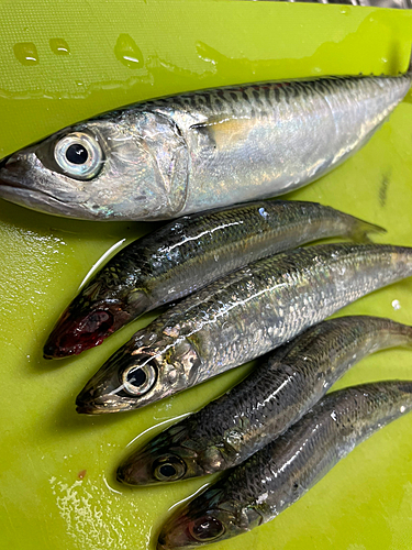 サバの釣果