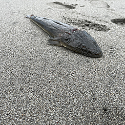 ぶたまんの釣果