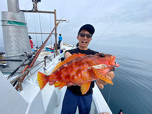 アヤメカサゴの釣果