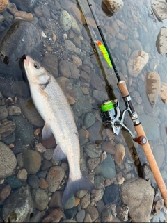 ウグイの釣果