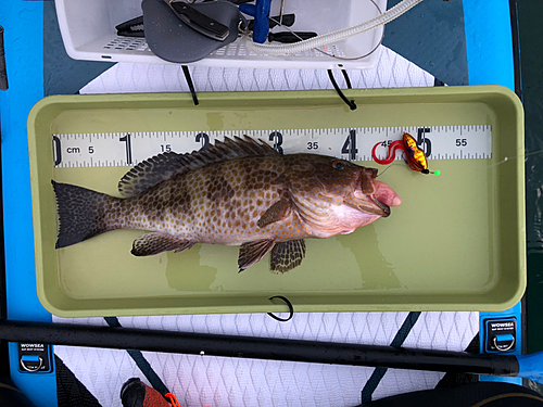 オオモンハタの釣果