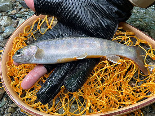 イワナの釣果