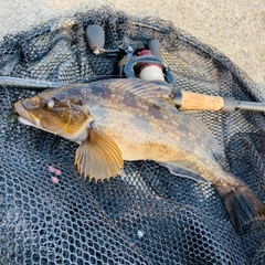 アイナメの釣果