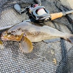 アイナメの釣果