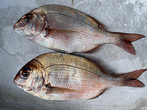 タイの釣果